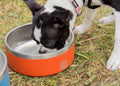 BruTrek Dog Bowl - [Get Rigged Co]
